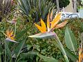 La Jolla P1010843